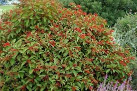 Hamelia patens(40-50cm Ht, 1PP in 2Ltr Pot)