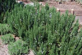 Rosemarinus officinalis (25 - 30cm Height in 15cm Pot)