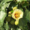 Thespesia populnea 3.5-4.0 م Ht، 1.5 م CS، 4-5 سم ضياء