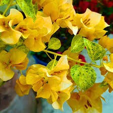 Bougainvillea "yellow" V15 pot