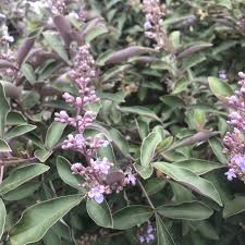 Vitex trifolia purpurea ( 50-60cm Height in 15cm Pot )