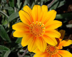 Gazania uniflora (10 - 15cm Spread in 10cm Pot)