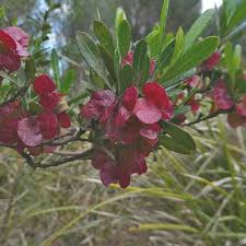 Dodonaea viscosa(40-50 cm Ht in 15cm Pot)