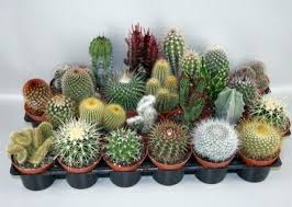 Cactus Mix In Showbox ( 8-10cm Height ,5cm Pot )