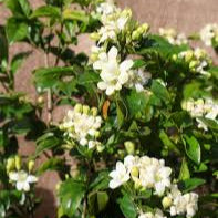 Murraya paniculata in 18ltr Pot