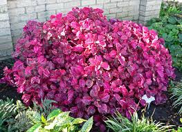 Iresine lindenii (15 - 20cm Height in 10cm Pot)