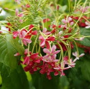 Quisqualis indica ( 30 - 40cm Height in 4" Bag )
