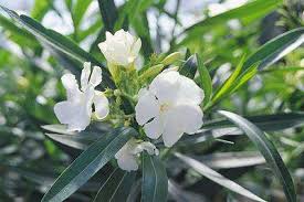 Nerium oleander 'Mix' ( 80 - 100cm Over All Height )