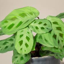 Maranta leuc. (Prayer Plant)
