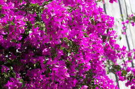 Bougainvillea alexandra (80-100cm Height,5PP& 4 Stick)