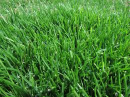 Zoysia Grass (10-12 cm Spread in 10cm Pot)