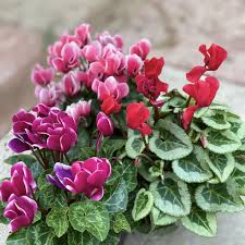 Cyclamen KL 'Verano' mixed in tray 9CM POT,20CM HT