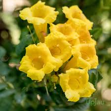 Tecomaria capensis "yellow" (30-40cm Ht, 1PP in 15cm Pot)