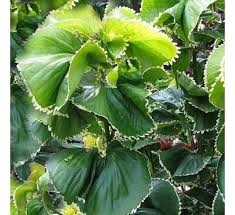 Acalypha wilkesiana60-70cm Ht & Bushy, 10Ltr Pot