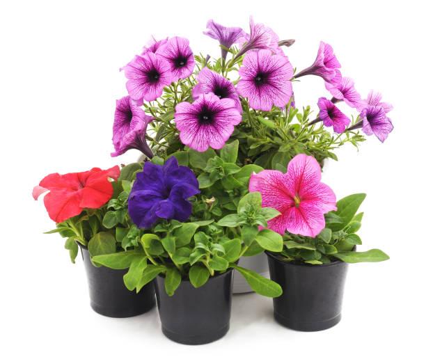 Petunia Seasonal Flower Mix Color(100pcs)