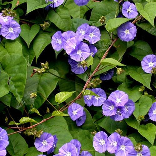 Jacquemontia marathi ( 60 - 80cm Ht, 4PP & Bushy )