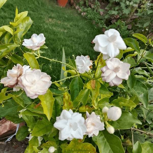 Jasminum 'sambac' (40-50cm Ht, 1PP in 15cm Pot)