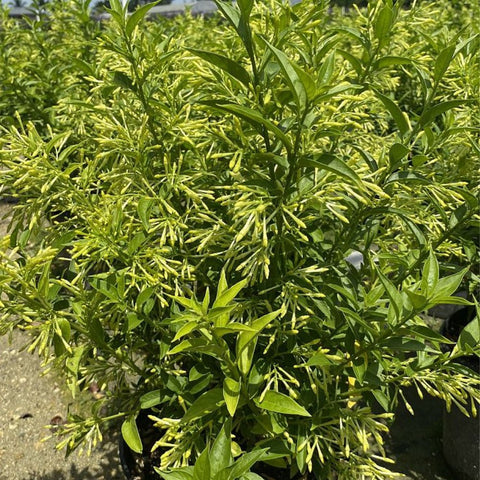 Cestrum nocturnum80 - 100cm Height, 4PP & Bushy