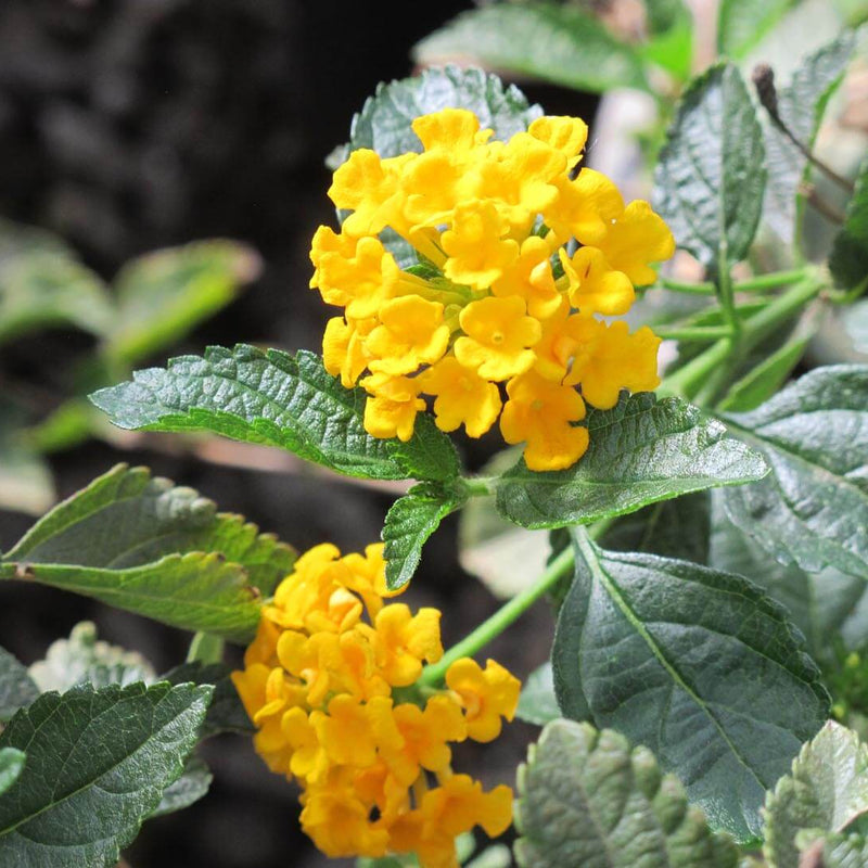 Lantana 'Yellow' (20-25cm Ht, 1PP in 10cm Pot)