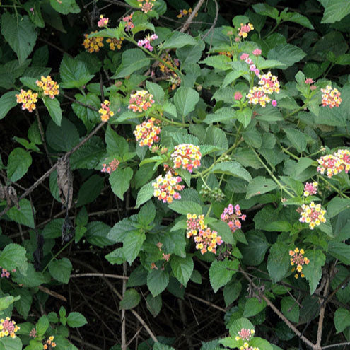 Lantana camara (20-25cm Ht, 1PP in 10cm Pot)