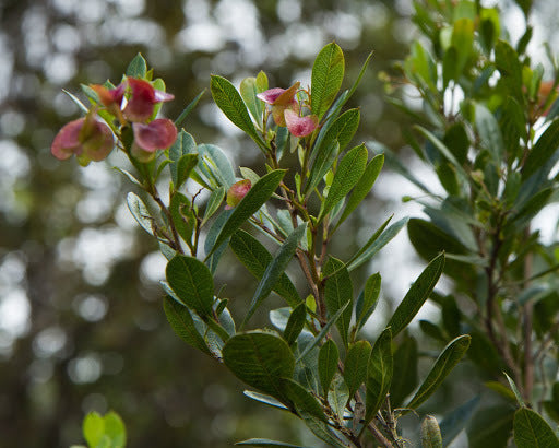 Dodonaea viscosa(40-50 cm Ht in 15cm Pot)