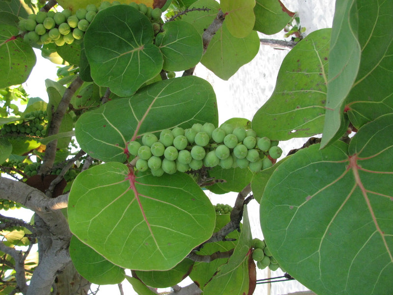 Coccoloba uvifera ( 1.5 - 2.0m Height )
