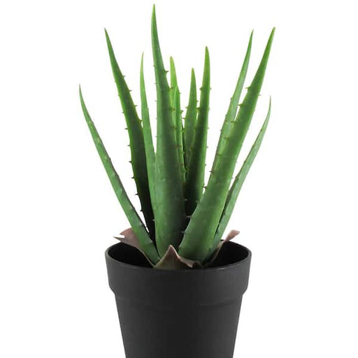 Potted aloe vera plant on a white background