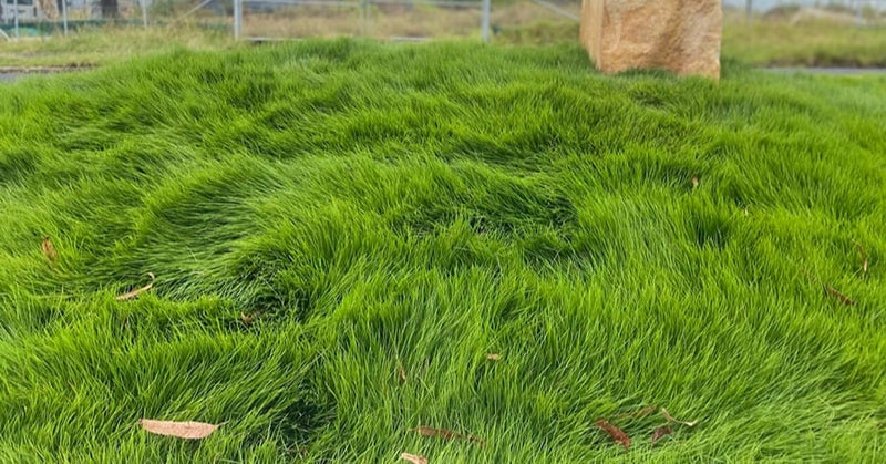 Zoysia Grass (10-12 cm Spread in 10cm Pot)