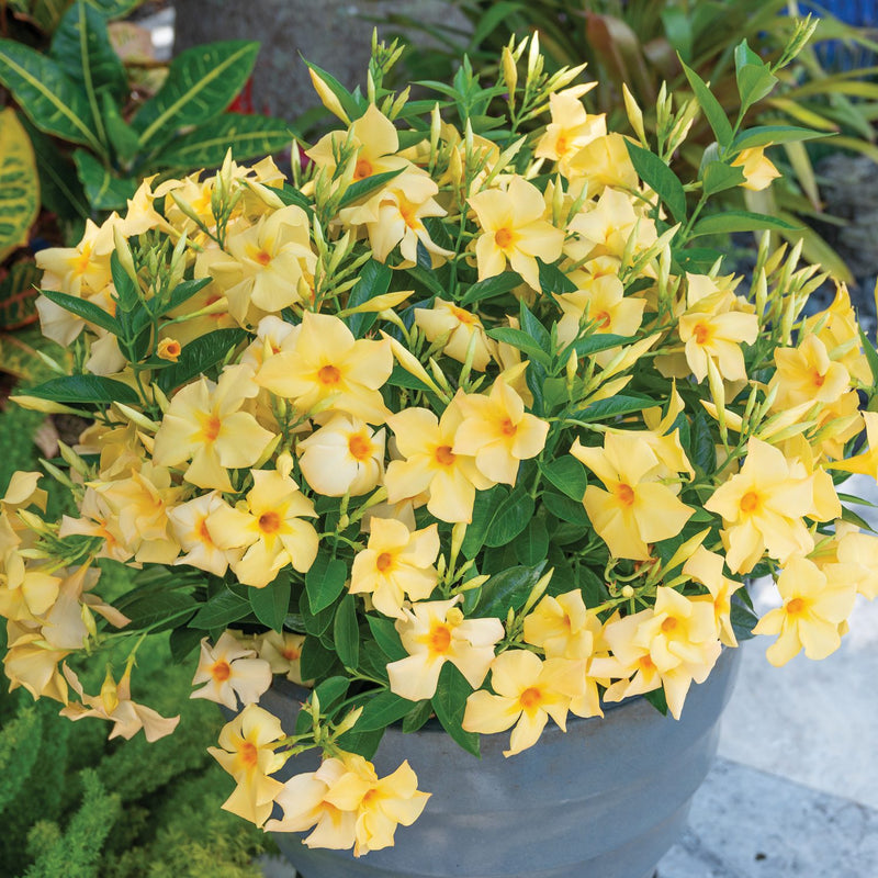 Mandevilla "Yellow" 30-40cm