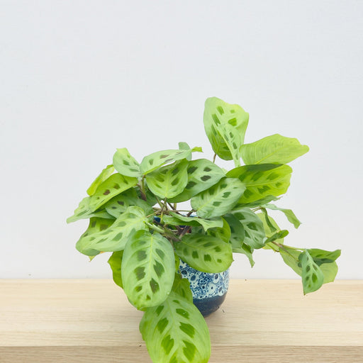 Maranta leuc. (Prayer Plant)
