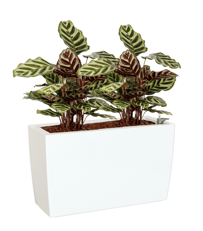 Potted plant with striped leaves in a white pot on a transparent background
