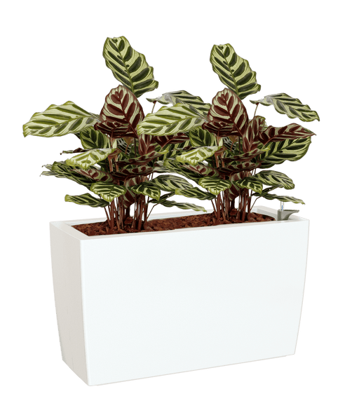 Potted plant with striped leaves in a white pot on a transparent background