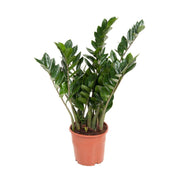 Zamioculcas zamiifolia