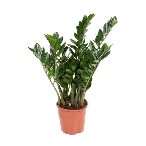 Zamioculcas zamiifolia