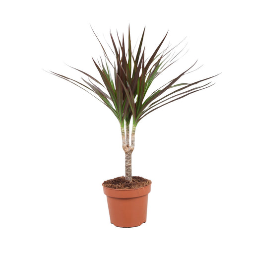 Dracaena marg. 'Magenta'