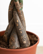 Pachira aquatica twisted