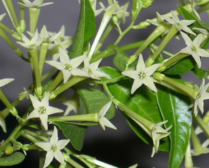Cestrum nocturnum80 - 100cm Height, 4PP & Bushy