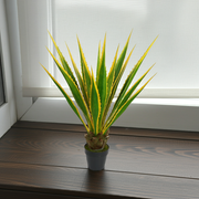 Potted plant with green and yellow leaves on a wooden surface