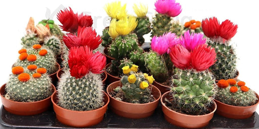 Cactus