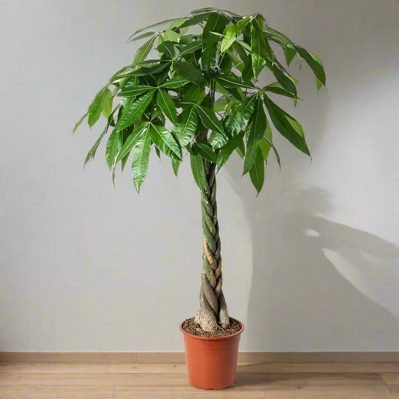 Pachira aquatica twisted