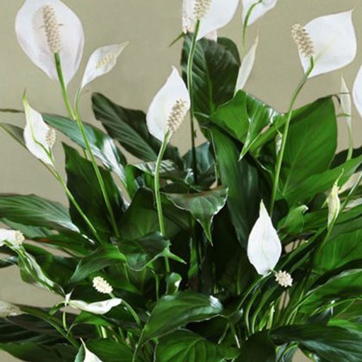 Spathiphyllum 'Sweet Chico'