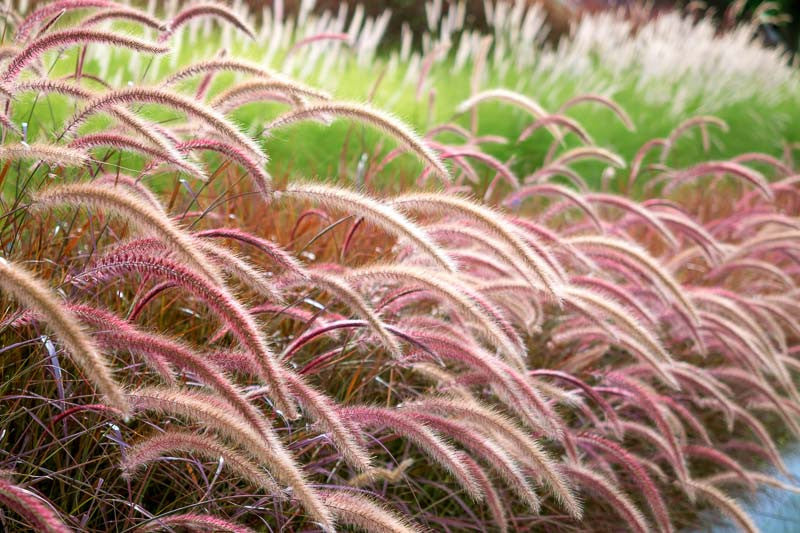 Pennisetum rubrum 30cm