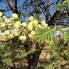 Acacia Tortalis 70-80cm Ht