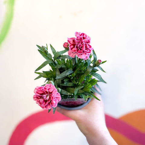 Dianthus 'Oscar' mix 11CM POT,18CM HT
