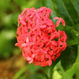 Ixora Coccinea "Red" (40-50cm Ht, 1PP in 13cm Pot)