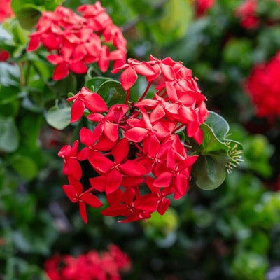 Ixora Chinensis "Red" (30-50cm Ht, 1PP in 13cm Pot)
