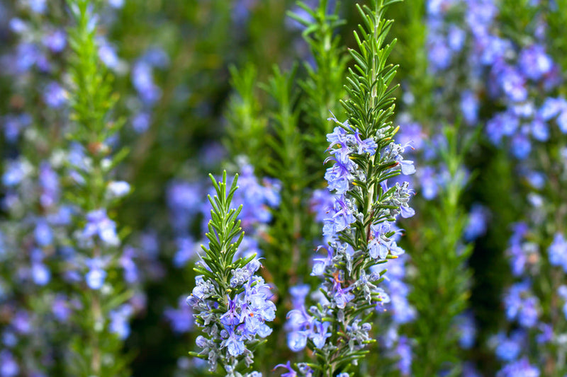 Rosemarinus officinalis (25 - 30cm Height in 15cm Pot)