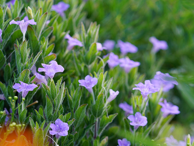 Ruellia ciliosa "purple'' (40 - 50cm Height in 6Ltr Pot)