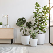 Indoor plants in white pots on a light wooden floor with a neutral wall background
