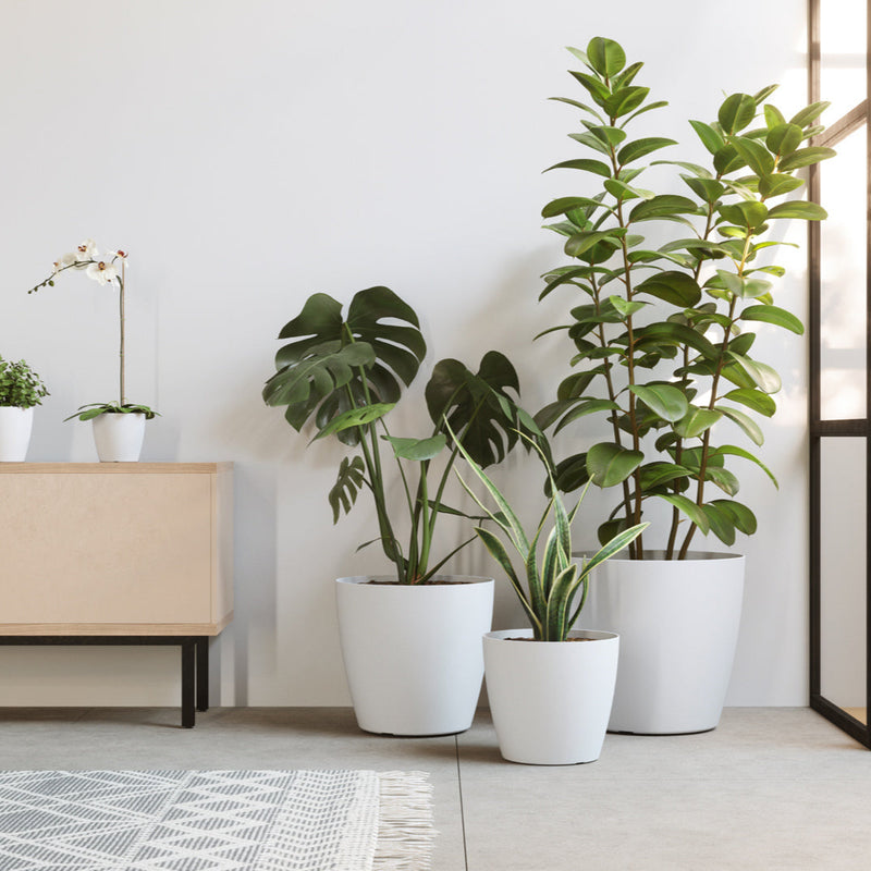 Indoor plants in white pots on a light wooden floor with a neutral wall background